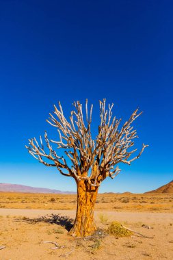 Richtersveld Ulusal Parkı 'ndaki Antik Titrek Ağacı sulu Güney Afrika' nın çorak bölgesinde