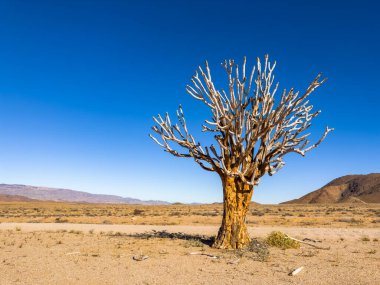 Richtersveld Ulusal Parkı 'ndaki Antik Titrek Ağacı sulu Güney Afrika' nın çorak bölgesinde