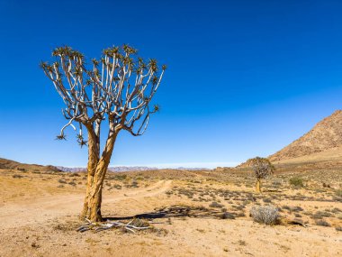 Antik Titrek Ağaç Güney Afrika 'daki Richtersveld Ulusal Parkı' nda sulu.
