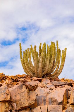 Güney Afrika 'nın çorak bölgesinde Richtersveld Ulusal Parkı' nda bulunan kaktüs türü sulu.