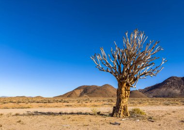 Richtersveld Ulusal Parkı 'ndaki Antik Titrek Ağacı sulu Güney Afrika' nın çorak bölgesinde