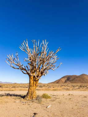 Richtersveld Ulusal Parkı 'ndaki Antik Titrek Ağacı sulu Güney Afrika' nın çorak bölgesinde