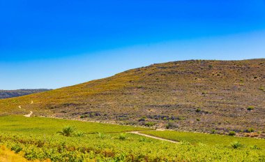 Güney Afrika 'nın Namaqualand bölgesinde meyve bahçesi çiftliği