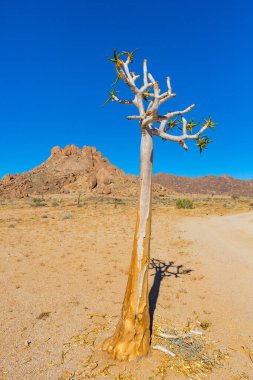 Richtersveld Ulusal Parkı 'ndaki Antik Titrek Ağacı sulu Güney Afrika' nın çorak bölgesinde