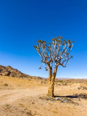 Antik Titrek Ağaç Güney Afrika 'daki Richtersveld Ulusal Parkı' nda sulu.