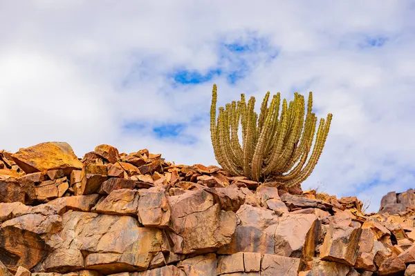 Rodzaj Kaktusa Soczysty Parku Narodowym Richtersveld Suchy Obszar Rpa Obraz Stockowy