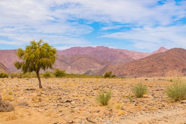 Richtersveld Ulusal Parkı 'ndaki toprak arazinin yanında seyrek bitki örtüsü. Güney Afrika' nın çorak bölgesi.