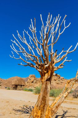 Antik Titrek Ağaç Güney Afrika 'daki Richtersveld Ulusal Parkı' nda sulu.