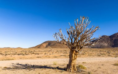 Richtersveld Ulusal Parkı 'ndaki Antik Titrek Ağacı sulu Güney Afrika' nın çorak bölgesinde