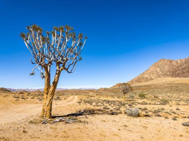 Antik Titrek Ağaç Güney Afrika 'daki Richtersveld Ulusal Parkı' nda sulu.