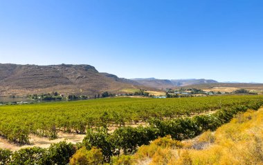 Güney Afrika 'nın Namaqualand bölgesinde meyve bahçesi çiftliği