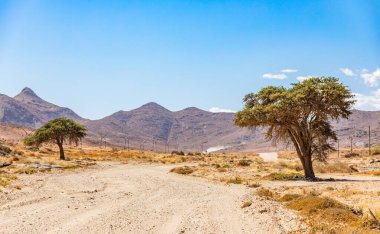 Güney Afrika 'daki Richtersveld Ulusal Parkı' nda toprak yolun yanındaki yalnız ağaçlar.