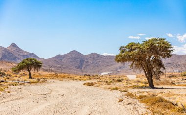 Lonely trees beside dirt road in the Richtersveld National Park, South Africa clipart