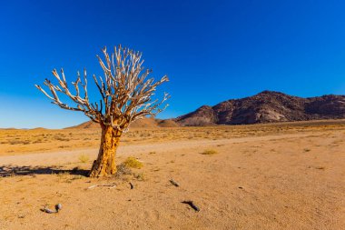 Richtersveld Ulusal Parkı 'ndaki Antik Titrek Ağacı sulu Güney Afrika' nın çorak bölgesinde