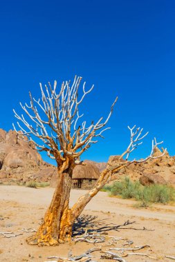 Ancient Quiver Tree succulents in the Richtersveld National Park, South Africa clipart