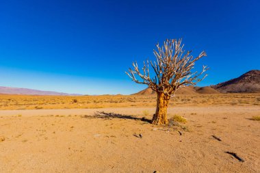 Richtersveld Ulusal Parkı 'ndaki Antik Titrek Ağacı sulu Güney Afrika' nın çorak bölgesinde