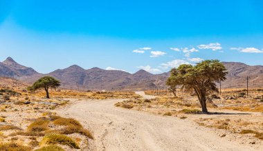 Güney Afrika 'daki Richtersveld Ulusal Parkı' nda toprak yolun yanındaki yalnız ağaçlar.