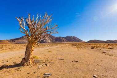 Richtersveld Ulusal Parkı 'ndaki Antik Titrek Ağacı sulu Güney Afrika' nın çorak bölgesinde