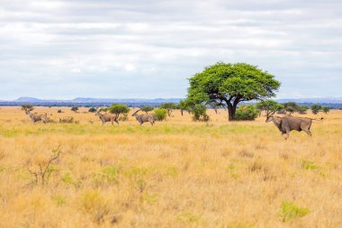Vahşi yaşam hayvanı Eland 'ın Güney Afrika' daki safari safarisinde av sahasındaki görüntüsü