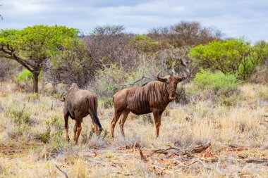 Güney Afrika 'da safaride vahşi hayvan antiloplarının av safarisinde görüntüsü
