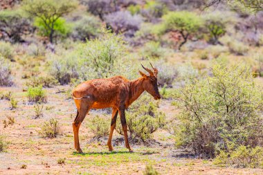 Güney Afrika 'da safaride vahşi hayvan antiloplarının av safarisinde görüntüsü