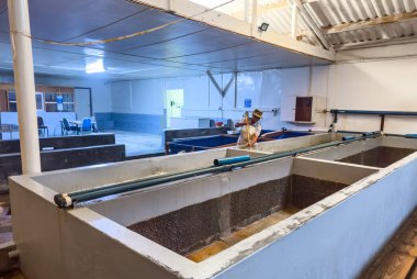 Port Nolloth, Güney Afrika - 16 Mart 2024: Kerevit deniz ürünleri fabrikasında çalışan siyah kadın 