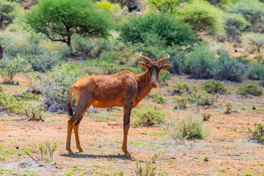 Güney Afrika 'da safaride vahşi hayvan antiloplarının av safarisinde görüntüsü