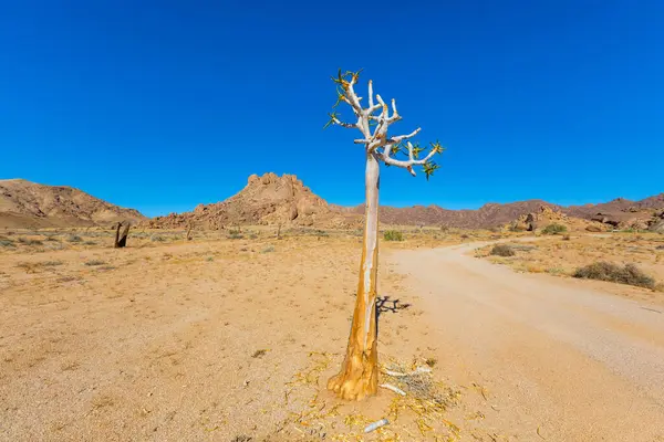 Richtersveld Ulusal Parkı 'ndaki Antik Titrek Ağacı sulu Güney Afrika' nın çorak bölgesinde