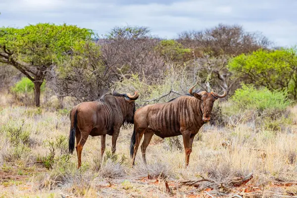 Güney Afrika 'da safaride vahşi hayvan antiloplarının av safarisinde görüntüsü