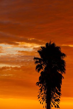 Port Nolloth, Güney Afrika 'nın batı kıyısındaki küçük bir kasabasında palmiye ağaçlarının silueti.