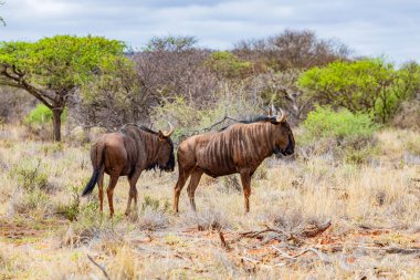 Güney Afrika 'da safaride vahşi hayvan antiloplarının av safarisinde görüntüsü