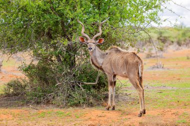 Güney Afrika 'da safaride vahşi hayvan Kudu' nun av safarisinde görüntüsü