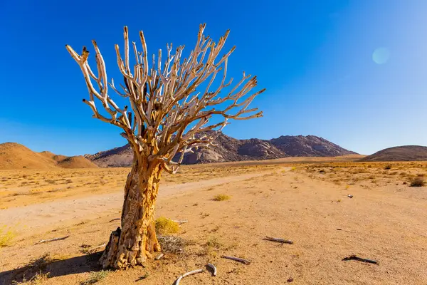 Richtersveld Ulusal Parkı 'ndaki Antik Titrek Ağacı sulu Güney Afrika' nın çorak bölgesinde
