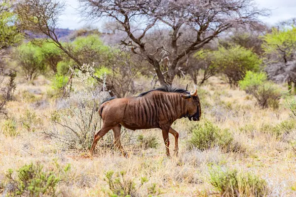 Güney Afrika 'da safaride vahşi hayvan antiloplarının av safarisinde görüntüsü
