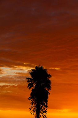 Port Nolloth, Güney Afrika 'nın batı kıyısındaki küçük bir kasabasında palmiye ağaçlarının silueti.