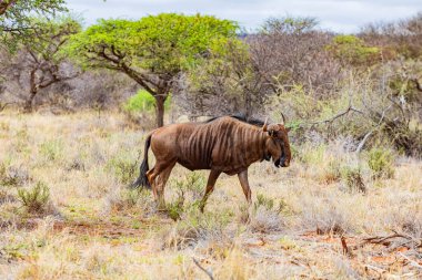 Güney Afrika 'da safaride vahşi hayvan antiloplarının av safarisinde görüntüsü