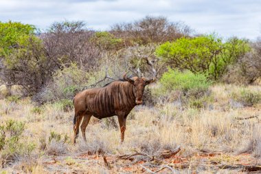 Güney Afrika 'da safaride vahşi hayvan antiloplarının av safarisinde görüntüsü