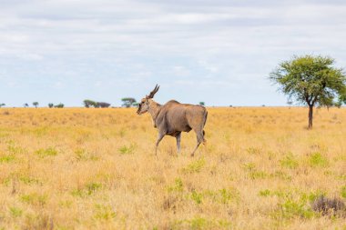 Vahşi yaşam hayvanı Eland 'ın Güney Afrika' daki safari safarisinde av sahasındaki görüntüsü