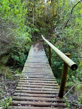 Cape Town, Güney Afrika 'daki sık dağ ormanlarında gizemli yürüyüş patikaları.