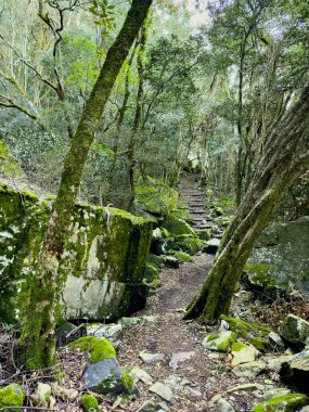 Cape Town, Güney Afrika 'daki sık dağ ormanlarında gizemli yürüyüş patikaları.