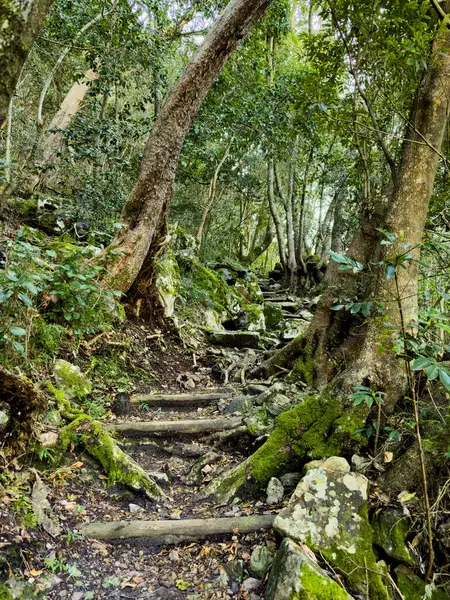Cape Town, Güney Afrika 'daki sık dağ ormanlarında gizemli yürüyüş patikaları.