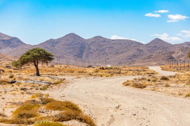 Güney Afrika 'daki Richtersveld Ulusal Parkı' nda toprak yolun yanındaki yalnız ağaçlar.