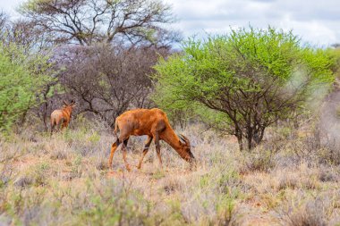 Güney Afrika 'da safaride vahşi hayvan antiloplarının av safarisinde görüntüsü
