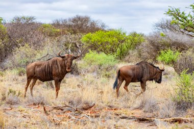 Güney Afrika 'da safaride vahşi hayvan antiloplarının av safarisinde görüntüsü