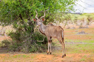 Güney Afrika 'da safaride vahşi hayvan Kudu' nun av safarisinde görüntüsü