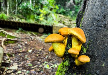 Güney Afrika, Cape Town 'daki dağ ormanlarında çürük odun üzerinde büyüyen mantarlar.