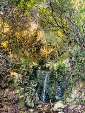 Cape Town, Güney Afrika 'daki gizemli dağ ormanı deresi manzarası