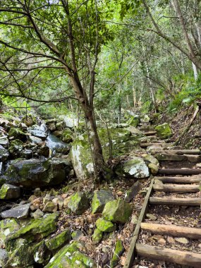 Cape Town, Güney Afrika 'daki sık dağ ormanlarında gizemli yürüyüş patikaları.