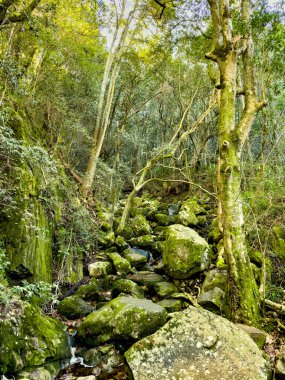 Güney Afrika Cape Town 'daki Gizemli Dağ Ormanı manzarası