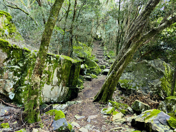 Mysterious hiking trail path through dense mountain forest in Cape Town, South Africa